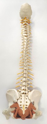 Flexible Spine with pelvic floor muscles