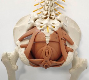 Flexible Spine with pelvic floor muscles