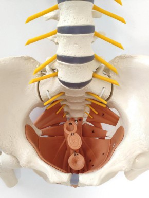 Flexible Spine with pelvic floor muscles