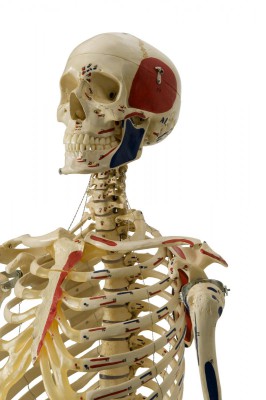 Anatomical Model - Flexible Skeleton with Muscle painting