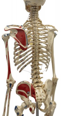 Homo-Skelett mit Muskeldarstellung