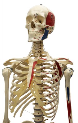 Homo-Skelett, flexibel und mit Muskeln