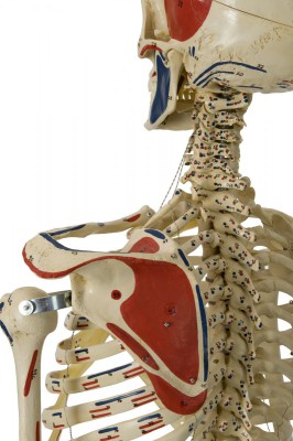 Anatomical Model - Flexible Skeleton with Muscle painting