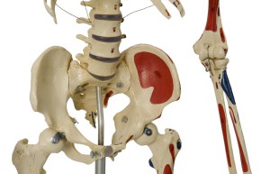 Homo-Skelett, flexibel und mit Muskeln