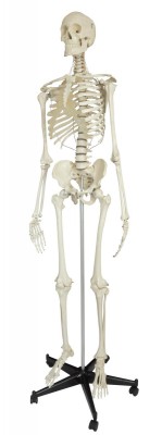 Anatomical Model - Safety skeleton