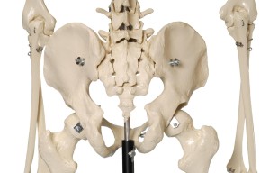 Anatomical Model - Safety skeleton