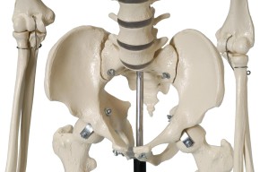 Anatomical Model - Safety skeleton