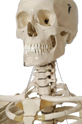 Anatomical Model - Safety skeleton