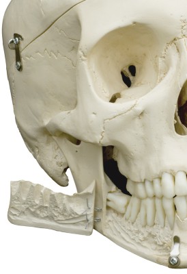 Homo-Skelett, Standard