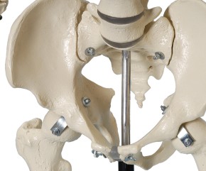 Anatomical Model - Skeleton with white snap skull