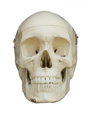 Homo-Skelett, unmontiert, entgratet