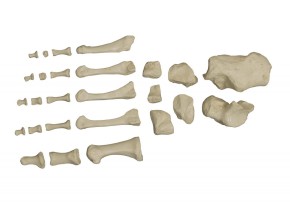 Anatomical Model - Disarticulated Skeleton