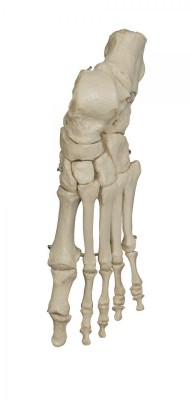 Anatomical Model - Disarticulated Skeleton