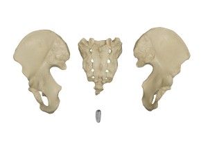 Anatomical Model - Disarticulated Skeleton