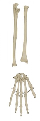 Homo-Skelett, unmontiert, entgratet