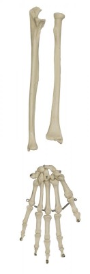 Anatomical Model - Disarticulated Skeleton