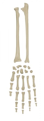 Anatomical Model - Disarticulated Skeleton