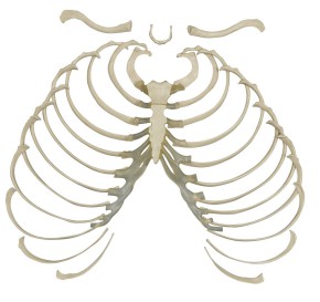 Anatomical Model - Disarticulated Skeleton