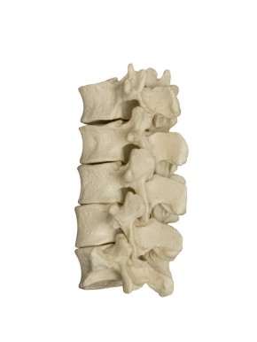 Anatomical Model - Disarticulated Skeleton