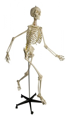 Anatomical Model - Physiology Skeleton