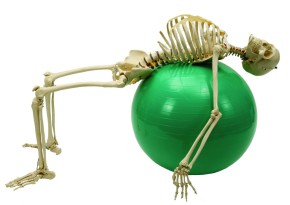 Anatomical Model - Physiology Skeleton