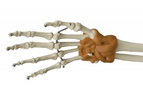 Anatomical Model - Skeleton with Ligaments