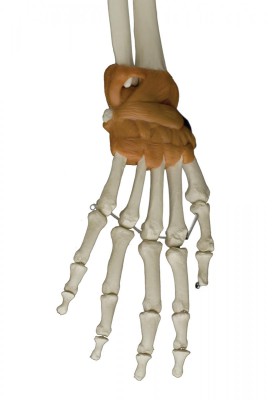 Anatomical Model - Skeleton with Ligaments