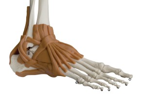 Skelett mit 6 Gelenkbändern