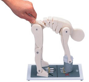 Anatomical Model - Figure correct lifting