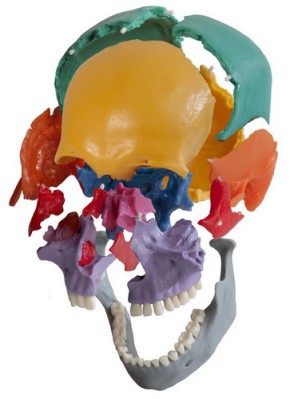 Anatomical Model - Skeleton with coloured snap skull