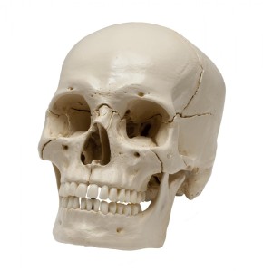 Anatomical Model - Skeleton with white snap skull