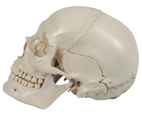 Anatomical Model - Skeleton with white snap skull