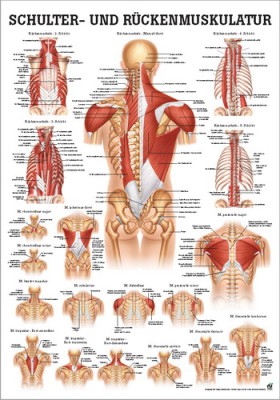 Muscles Of The Back Stock Illustrations, Cliparts And, 51% OFF